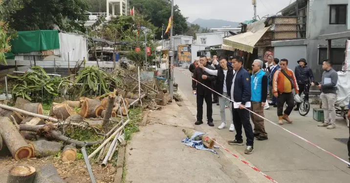 大澳隱患排查：區議員聯同多部門聚焦樹木安全