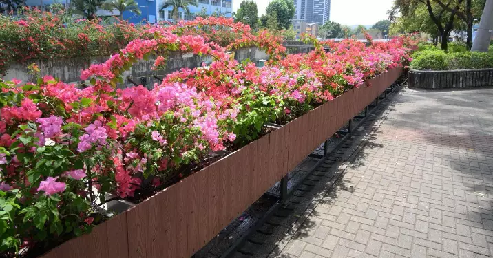 春暖花開 元朗明渠大變身