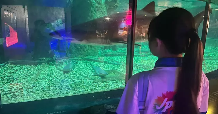 大嶼山區少年警訊 海洋公園綠海龜保育之旅