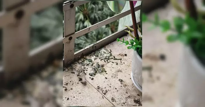 工聯會將軍澳團隊接獲寶林邨住戶求助指窗邊現鴿患