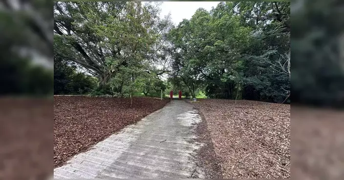 坪洋村風水林試行有機覆蓋物計劃半年 樹樁步道成亮點