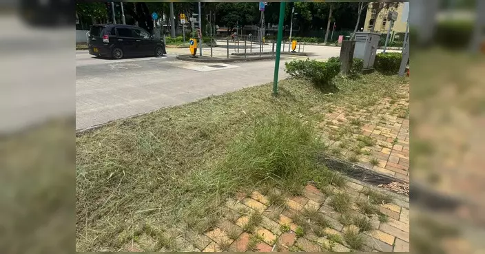 聯和墟曾興隆公眾假期巡查 跟進雜草叢生及路面凹陷問題