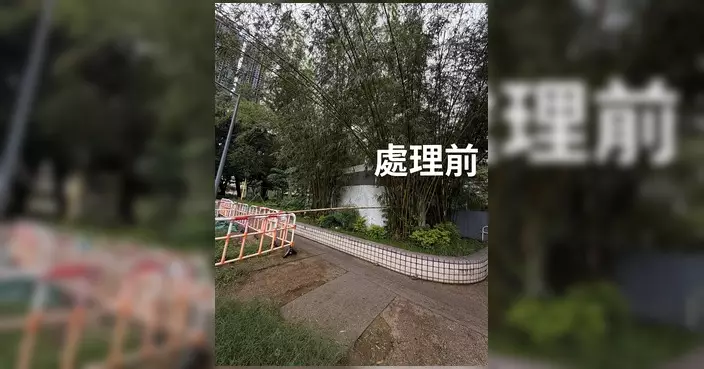 沙田翠嘉關愛隊跟進危險竹樹 即時圍封防塌樹傷人