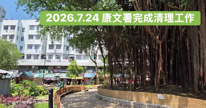 陳權軍議員跟進高富樓榕樹氣根阻路 康文署已修剪妥當