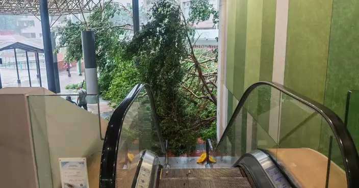 颱風紅霞改掛3號波 運頭塘邨多棵大樹連根拔起