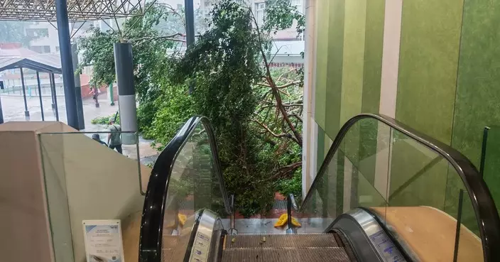 颱風紅霞遠離 大埔塌樹處處 前線人員連夜清理復修