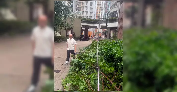 颱風紅霞過後 姚嘉俊陳敏娟落區視察塌樹情況