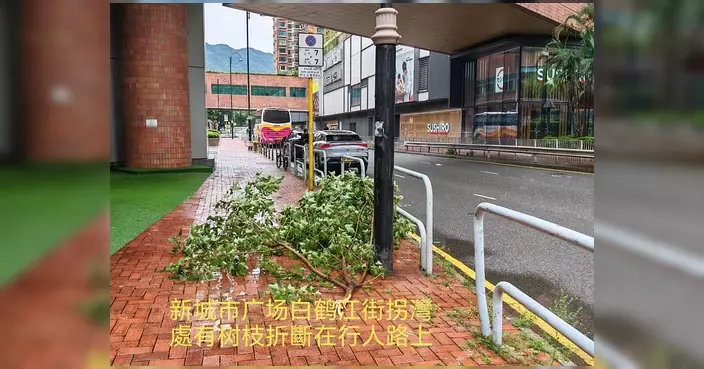 沙田市中心關愛隊風後視察 多處有樹枝折落