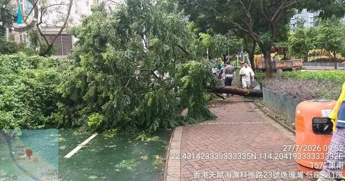 羅曉楓跟進逸瓏灣外塌樹 轉介部門清理後已恢復正常