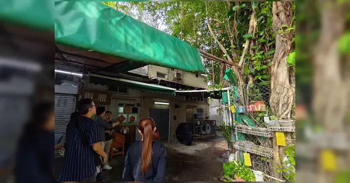 羅曉楓聯同地政署視察普益街樹木 關注茂密枝幹安全風險