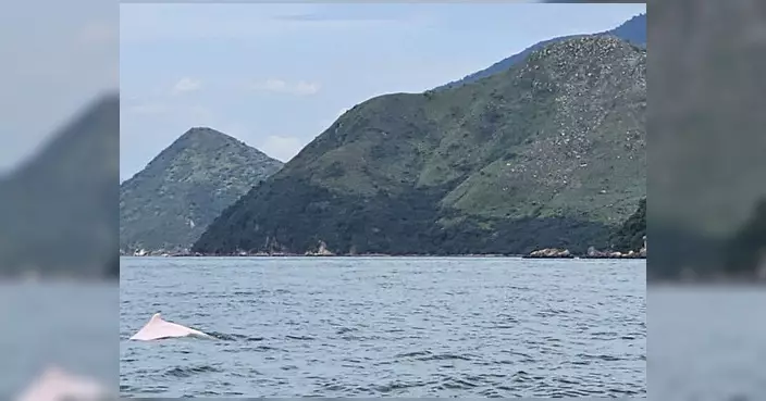 大澳沙螺灣深度遊 陳家珮親睹中華白海豚兼睇粵劇